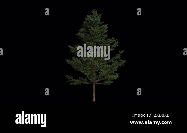 Larix kaempferi wind Stock Videos & Footage - HD and 4K Video Clips - Alamy