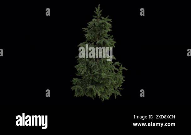 Cedrus Tree blowing in the wind. Wind blows the Cedar Tree. Animated ...