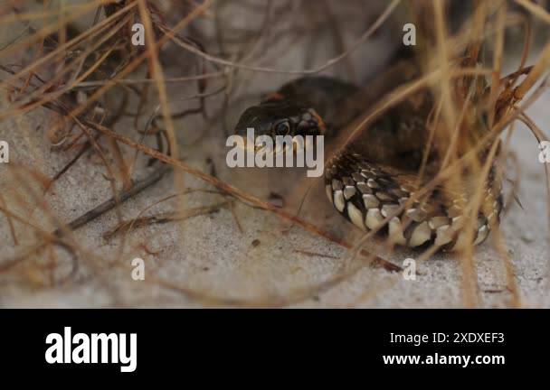 A Dangerous Snake Concealed In Sandy Beach Vegetation Showcasing Its Photo Inspiration