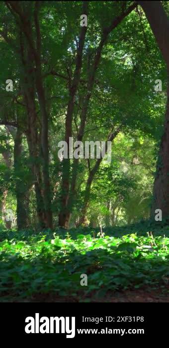 Understory trees Stock Videos & Footage - HD and 4K Video Clips - Alamy