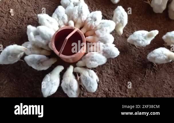 View of Newborn broiler chickens happily enjoying their feed in the poultry ...