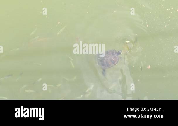 Turtle fight Stock Videos & Footage - HD and 4K Video Clips - Alamy