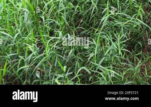 Tall grass ecosystem Stock Videos & Footage - HD and 4K Video Clips - Alamy