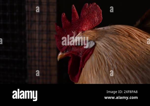 Rooster head in dramatic Stock Videos & Footage - HD and 4K Video Clips ...