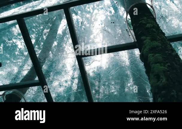 Tree canopy pattern Stock Videos & Footage - HD and 4K Video Clips - Alamy