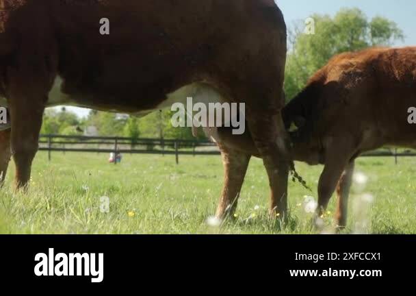 A young calf enjoys sucking milk from the udder of its mother cow. A ...