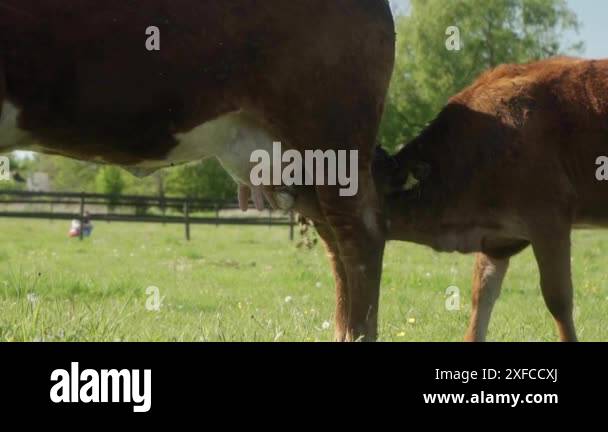 A young calf is sucking milk from its mother cow's udder. A female ...