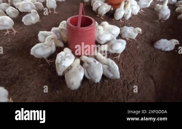 Newborn broiler chickens are joyfully feasting on their feed in the ... - What To Feed Pastured Broiler Chickens As Babies