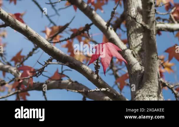 Tree branches without leaf Stock Videos & Footage - HD and 4K Video ...