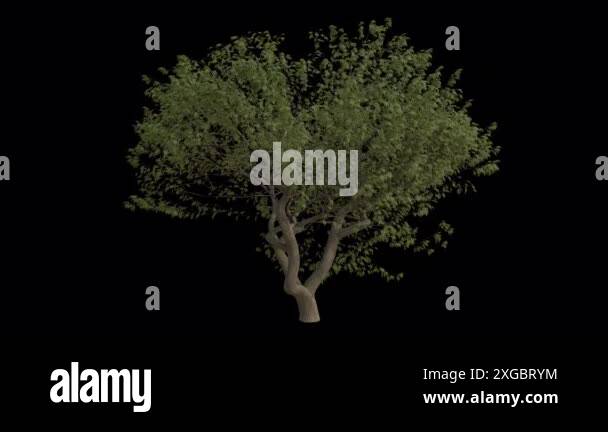European ash tree Stock Videos & Footage - HD and 4K Video Clips - Alamy