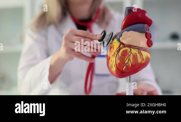 Female doctor examines heart model with stethoscope in clinic slow ...