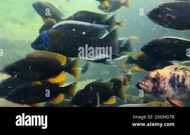 Colorful fish swim in an underwater habitat. The lively scene showcases ...