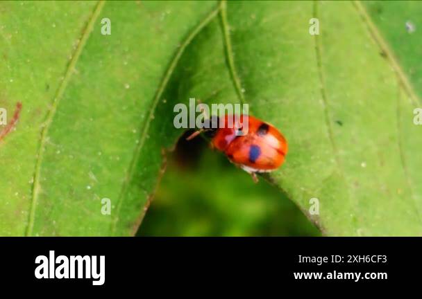 Natural enemies insects Stock Videos & Footage - HD and 4K Video Clips