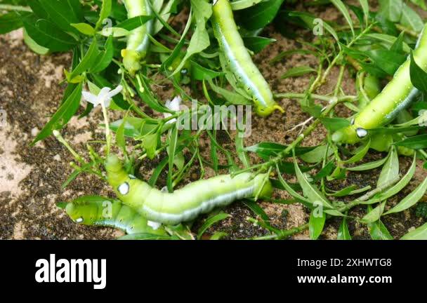Green caterpillars on a leaf, Caterpillar moving and eating leaves of a ...