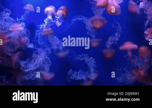 Ethereal jellyfish float gracefully in deep blue water. Their ...