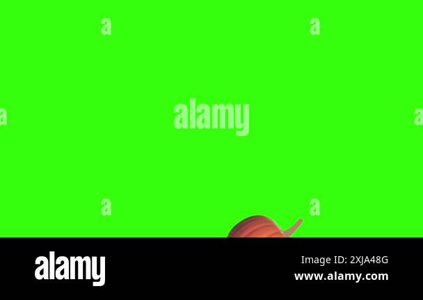 Autumn object animation on green screen graphic elements Stock Video ...