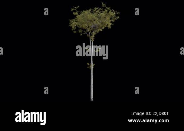 Trembling Aspen Tree blowing in the wind. Wind blows the Tree. Animated ...
