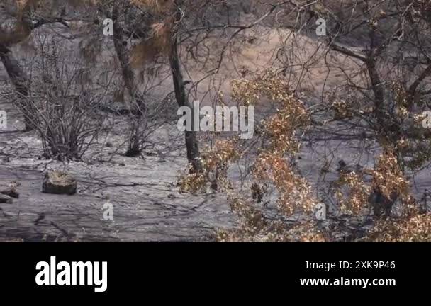Regeneration of ash trees Stock Videos & Footage - HD and 4K Video ...