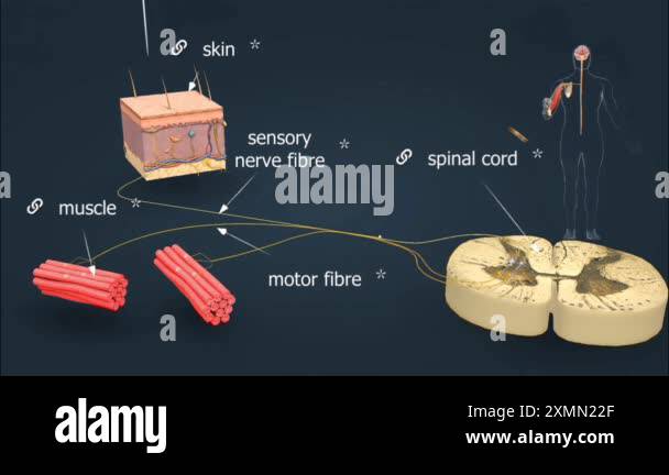 Reflex pathway Stock Videos & Footage - HD and 4K Video Clips - Alamy