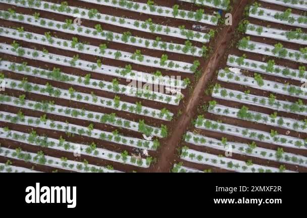An aerial view of a farm field with rows of young plants covered by ...