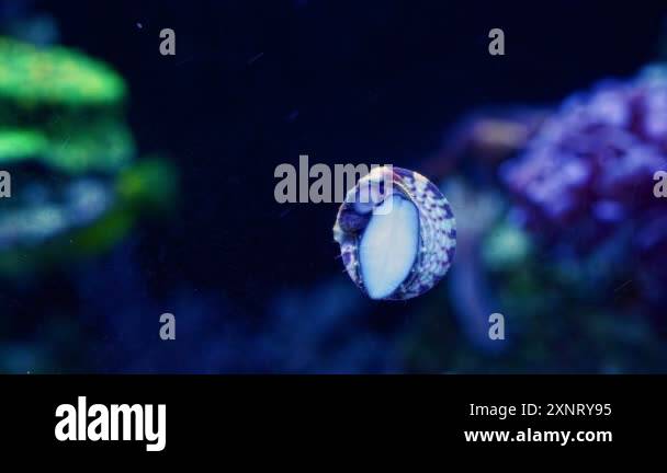Picture of Algae cleaner Stock Videos & Footage - HD and 4K Video Clips - Alamy