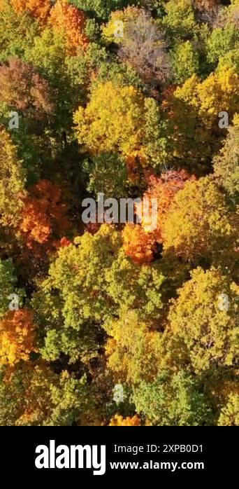 Forest from vertical view Stock Videos & Footage - HD and 4K Video ...