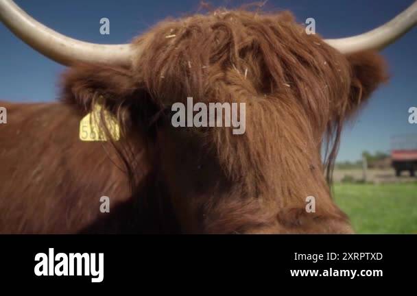 Highland cow with ear tag Stock Videos & Footage - HD and 4K Video ...