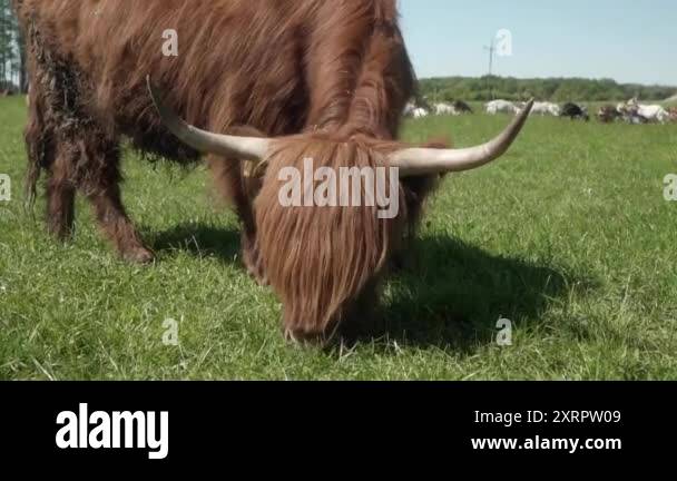 Highland cow with long hair Stock Videos & Footage - HD and 4K Video ...