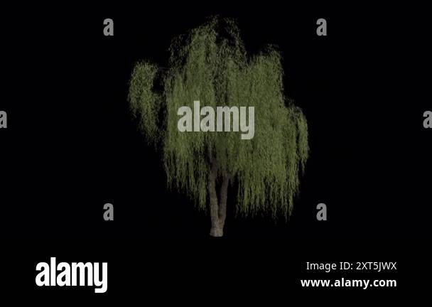Animated weeping willow Stock Videos & Footage - HD and 4K Video Clips ...