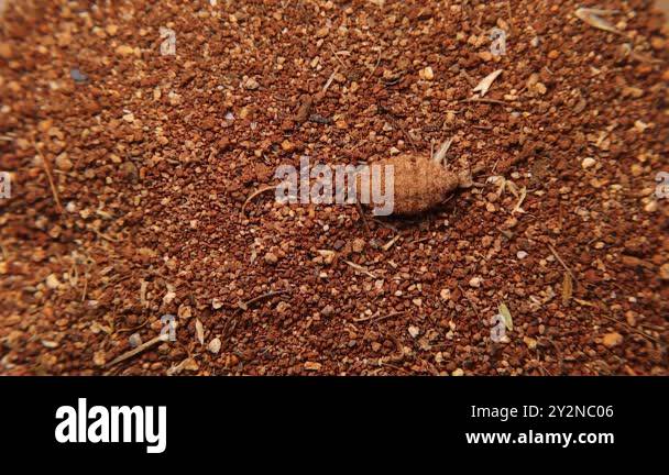 Ant lion larva disappears under the sand. Camouflaged insect ...