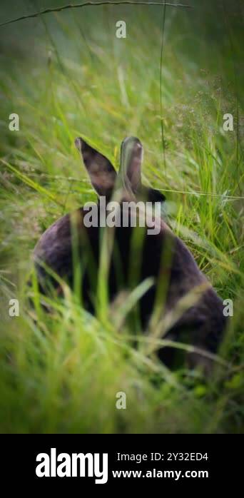 Bunny rear view Stock Videos & Footage - HD and 4K Video Clips - Alamy