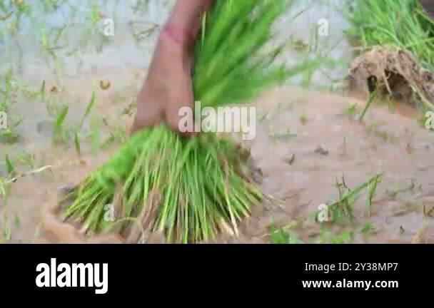 Rice nursery extirpate from bed.Farmers collecting saplings of rice ...