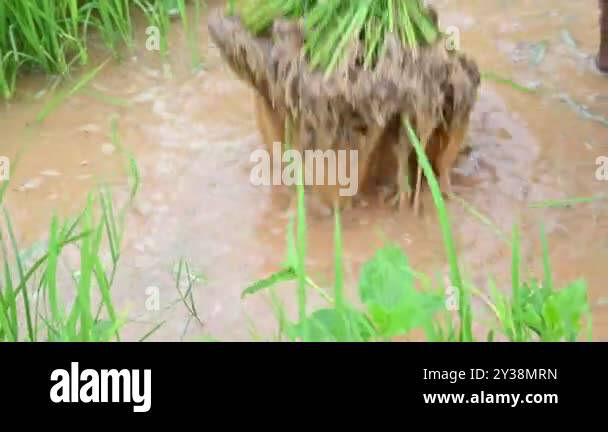 Rice nursery extirpate from bed.Farmers collecting saplings of rice ...