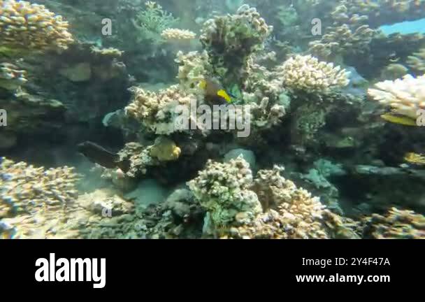 Royal angelfish regal in Stock Videos & Footage - HD and 4K Video Clips ...