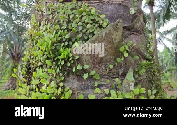 Polypod Stock Videos & Footage - HD and 4K Video Clips - Alamy