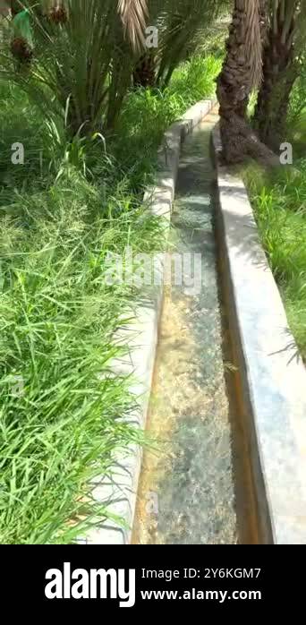 Ancient irrigation ditches channel water to palm trees in desert oasis ...