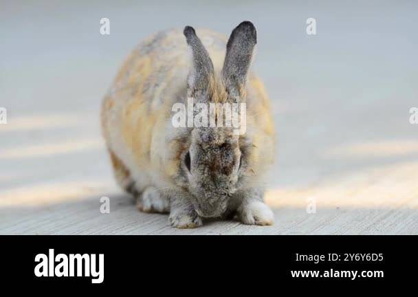 A cute rabbit eating grass in a natural outdoor setting, captured in ...