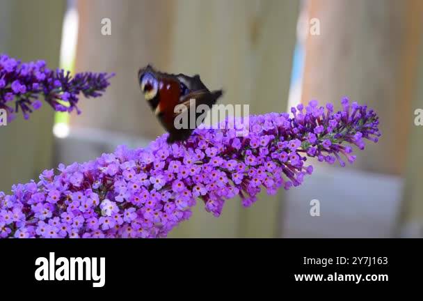 Peacock butterfly on purple buddleja davidii Stock Videos & Footage ...