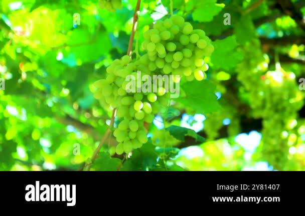 Image showcasing Thompson seedless grape Stock Videos & Footage - HD and 4K Video Clips ...