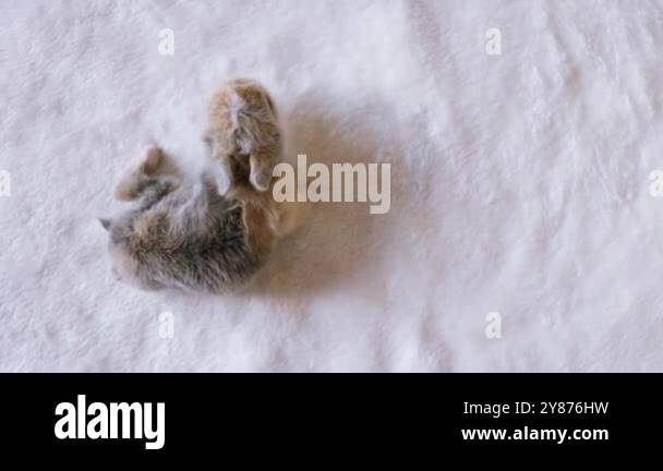 Little baby rabbit bunny walking on white soft blanket. Top view ...