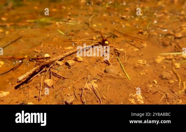 Wasp wasps insect insects Stock Videos & Footage - HD and 4K Video ...