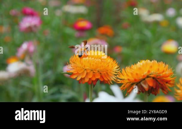 Biodiversity insects Stock Videos & Footage - HD and 4K Video Clips - Alamy