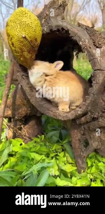 Tree Stump Rabbit This video shows a small, light brown rabbit nestled in a hollowed-out ...