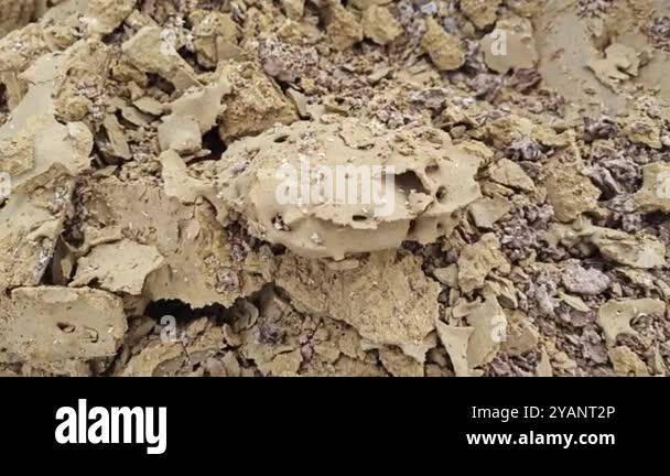 Inside of termite mound Stock Videos & Footage - HD and 4K Video Clips ...