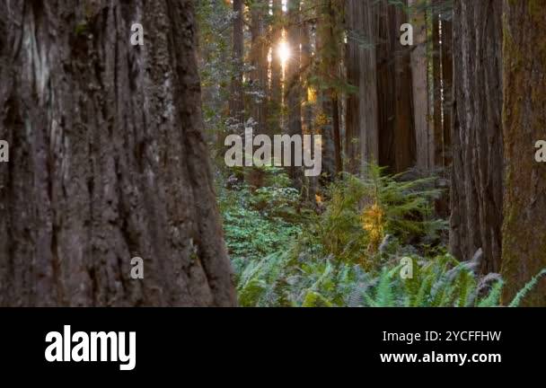 Redwood forest setting Stock Videos & Footage - HD and 4K Video Clips ...