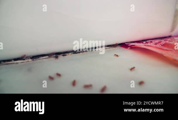 Scurrying Insects Invasive insects Stock Videos & Footage - HD and 4K Video Clips - Alamy