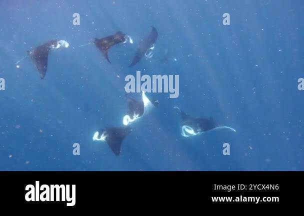 A group of manta rays swims together underwater, moving gracefully with ...