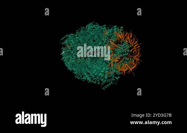 Crystal structure of the human mitochondrial chaperonin symmetrical ...