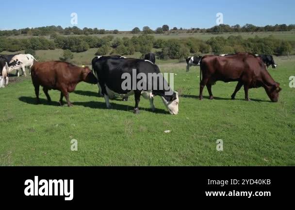 Dairy cows grazing on a green pasture under clear blue skies, captured ...