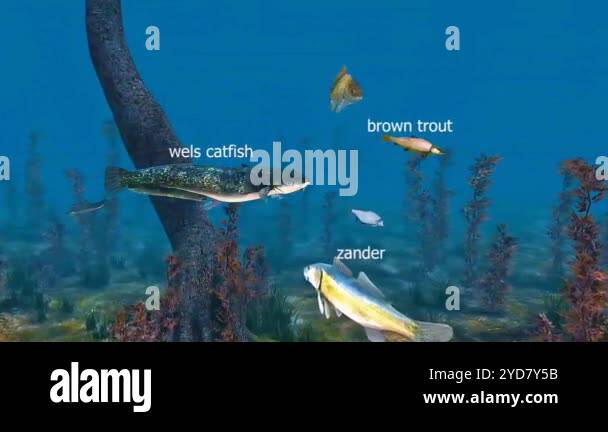 Freshwater fishes include various species like trout, bass, catfish ...